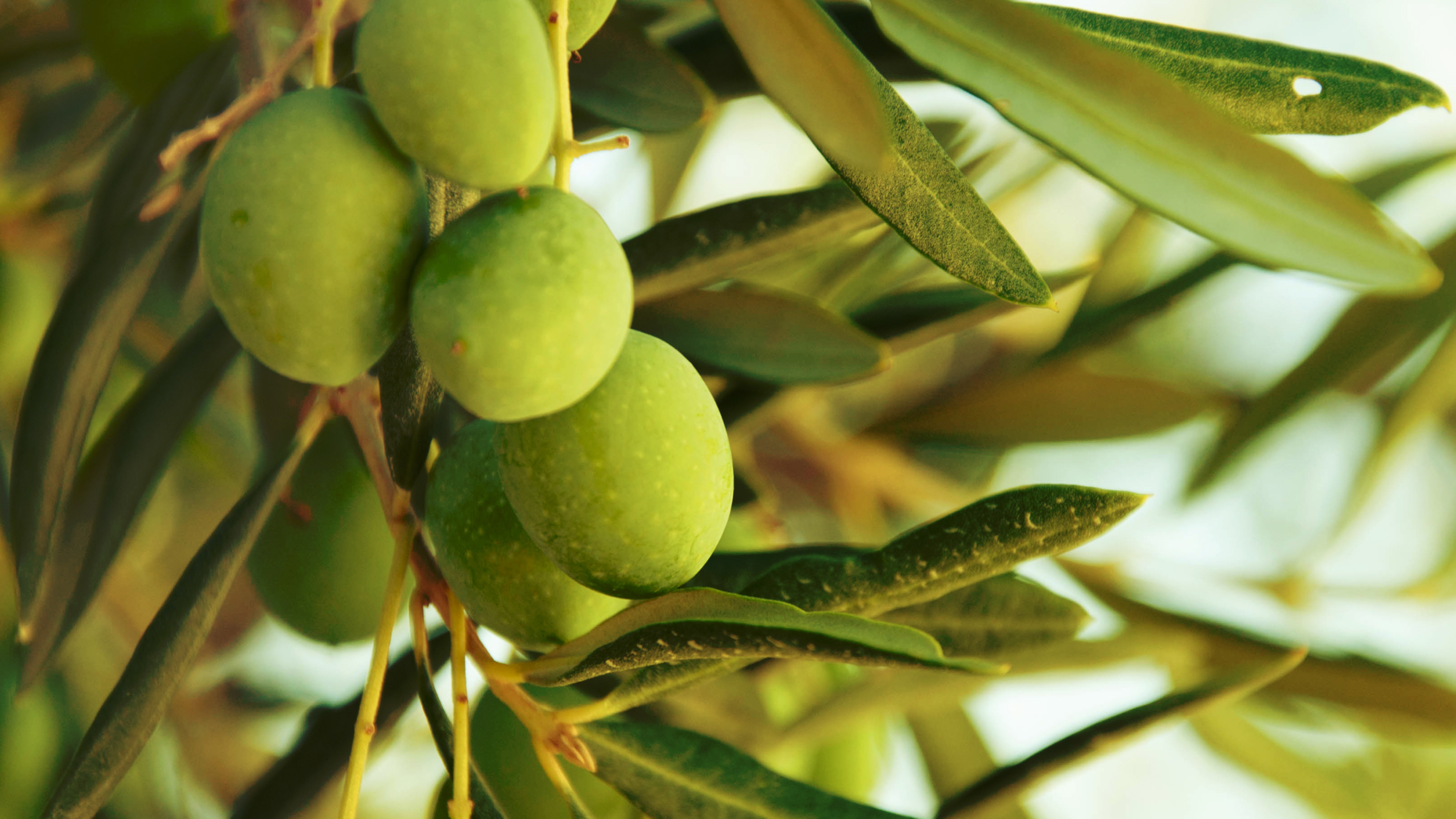 Strauch mit grünen Oliven in der Natur.